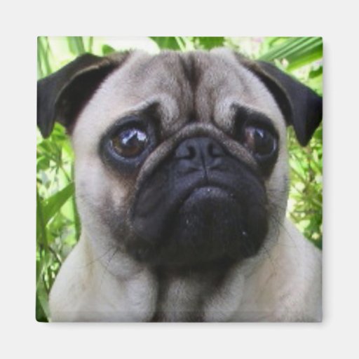 pug magnets pug magnet zazzle pug magnets pug magnet zazzle