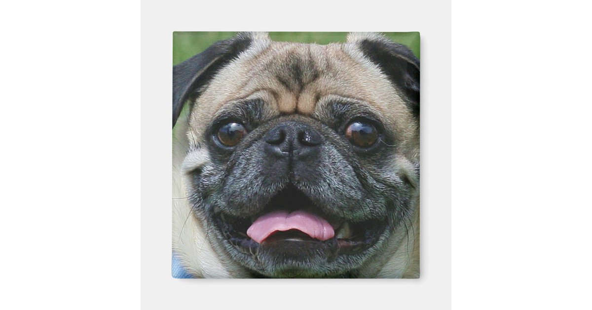 pug magnets pug magnet zazzle pug magnets pug magnet zazzle