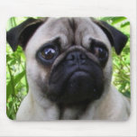 Pug mousepad