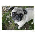 Pug n Pebbles Print by flowingcreek Pug n Pebbles Print
