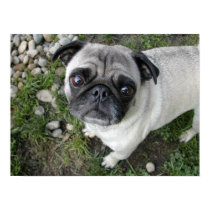 Pug n Pebbles Print by flowingcreek Pug n Pebbles Print
