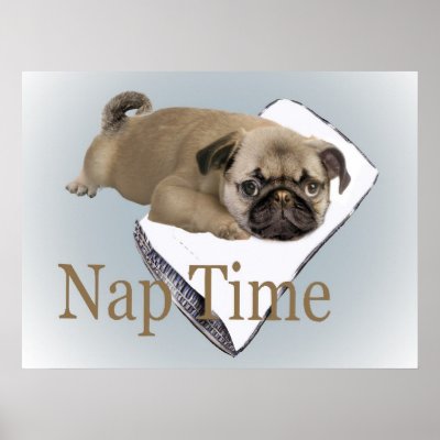 pug nap