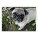 Pug Pebbles Card by flowingcreek Pug Pebbles Card