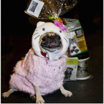 Pug Photo Sculpture photo sculptures by pugs4all Pug Photo Sculpture photo sculptures