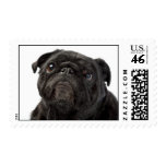 Pug Postage Stamp
