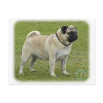Pug postcards