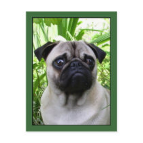 Pug postcard by ritmoboxer Pug postcard