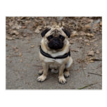 Pug Postcards