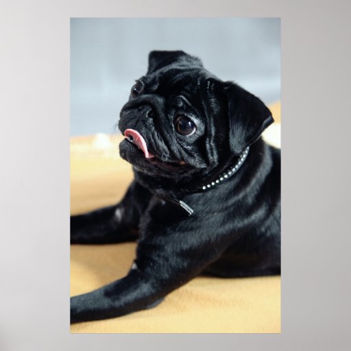 pug posters pug posters zazzle pug posters pug posters zazzle