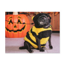 Pug - Pug postcards