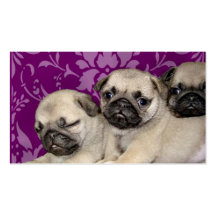 Pug Puppies Business Card Template
