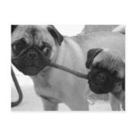 Pug Puppies Playing Tug of War Post Card