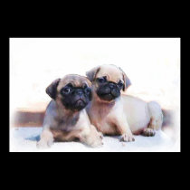 Pug puppies poster posters