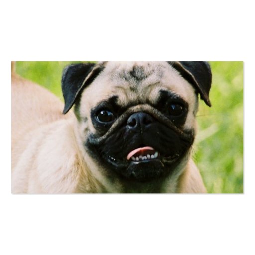 Pug Puppy Business Card (back side)
