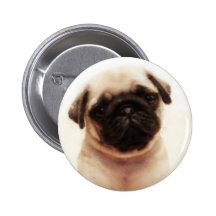 Pug puppy button