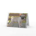 Pug Puppy cards by marilucupp Pug Puppy cards