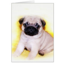 Pug Puppy Cards