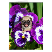 Pug puppy in pansies card