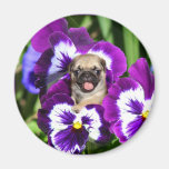 Pug puppy in pansies magnet