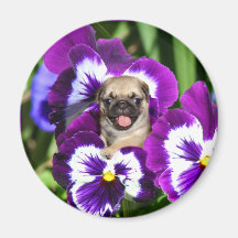 Pug puppy in pansies magnet