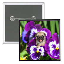 Pug puppy in pansies pinback button