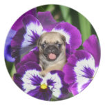 Pug puppy in pansies plate