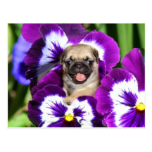 Pug puppy in pansies postcards