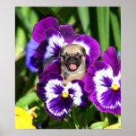 Pug puppy in pansies poster