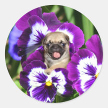 Pug puppy in pansies round sticker