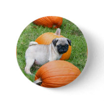 Pug puppy in pumpkins button by ritmoboxer Pug puppy in pumpkins button