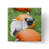 Pug puppy in pumpkins button by ritmoboxer Pug puppy in pumpkins button