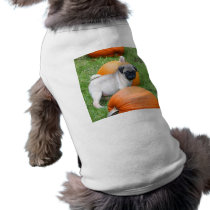 Pug puppy in pumpkins dog shirt pet clothing