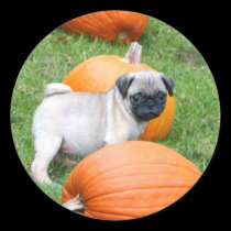 Pug puppy in pumpkins stickers stickers