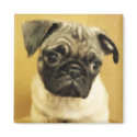 Pug Puppy Magnet