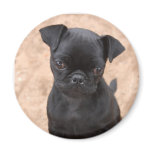 Pug puppy magnet