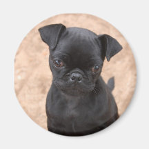 Pug puppy magnet