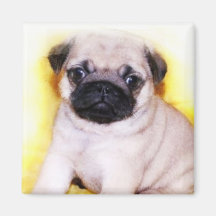Pug Puppy magnet