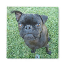 Pug puppy magnet magnets