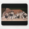 pug puppy mousepads by denvercris pug puppy mousepads