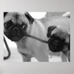 Pug Puppy Playing Tug of War Poster