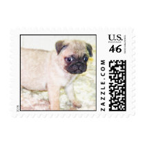 Pug Puppy Postage Stamp