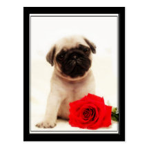 Pug puppy postcard