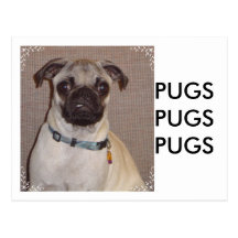 Pug Puppy Postcard