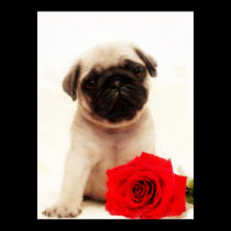 Pug puppy poster posters