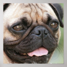 Pug Puppy Poster Print