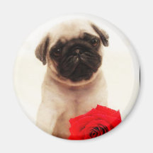 Pug puppy round magnet