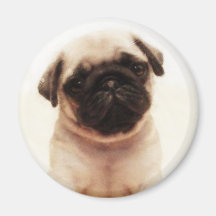 Pug puppy round magnet
