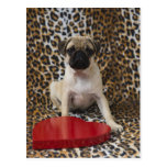 Pug puppy sitting against animal print post card