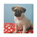 Pug puppy sitting on bed refrigerator magnet