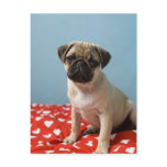 Pug puppy sitting on bed post cards